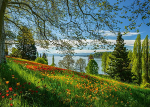 Schmidt Virágzó tulipán, Mainau Island 1000db-os puzzle (58967)