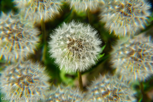Freewell kaleidoszkóp szűrő 82mm (FRW-82-PRSK)