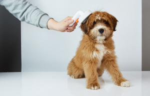 Petkit ápoló kefe kutyáknak és macskáknak fehér (047115)