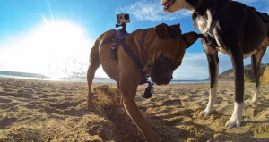 GoPro Fetch kutyahám (ADOGM-001)