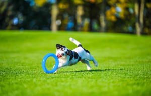 Waudog PitchDog gyűrű kutyajáték 20cm kék (62372en)