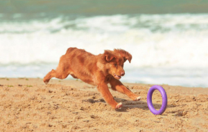 Puller kutya j&aacute;t&eacute;k mini 18cm (4823089361178)