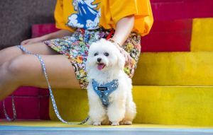 Dogness póráz 1,5 m + hám kutyáknak világoskék (843775113823)