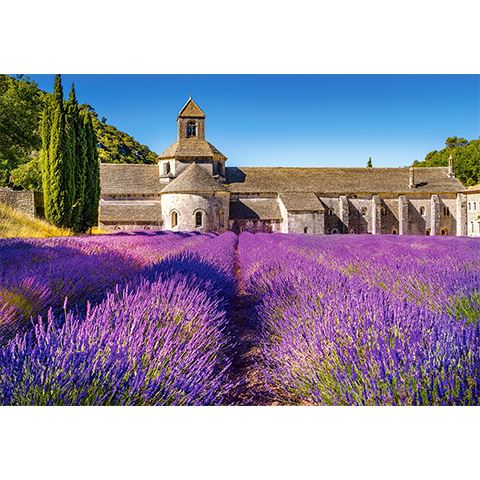 Castorland Levendula rét Provence-ban 1000db-os puzzle (C-104284-2)