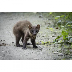 Élve elfogó nyest csapda Gardigo Live Marten Trap